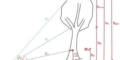 Skizze eines Baumes mit Bemaßungen