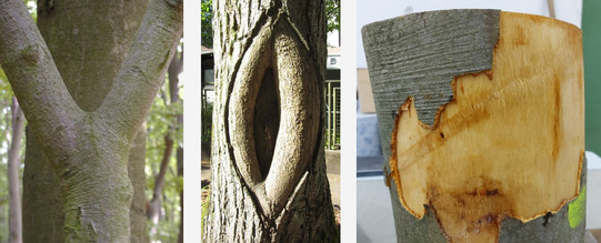 drei Fotos von relevanten Stellen am Baum